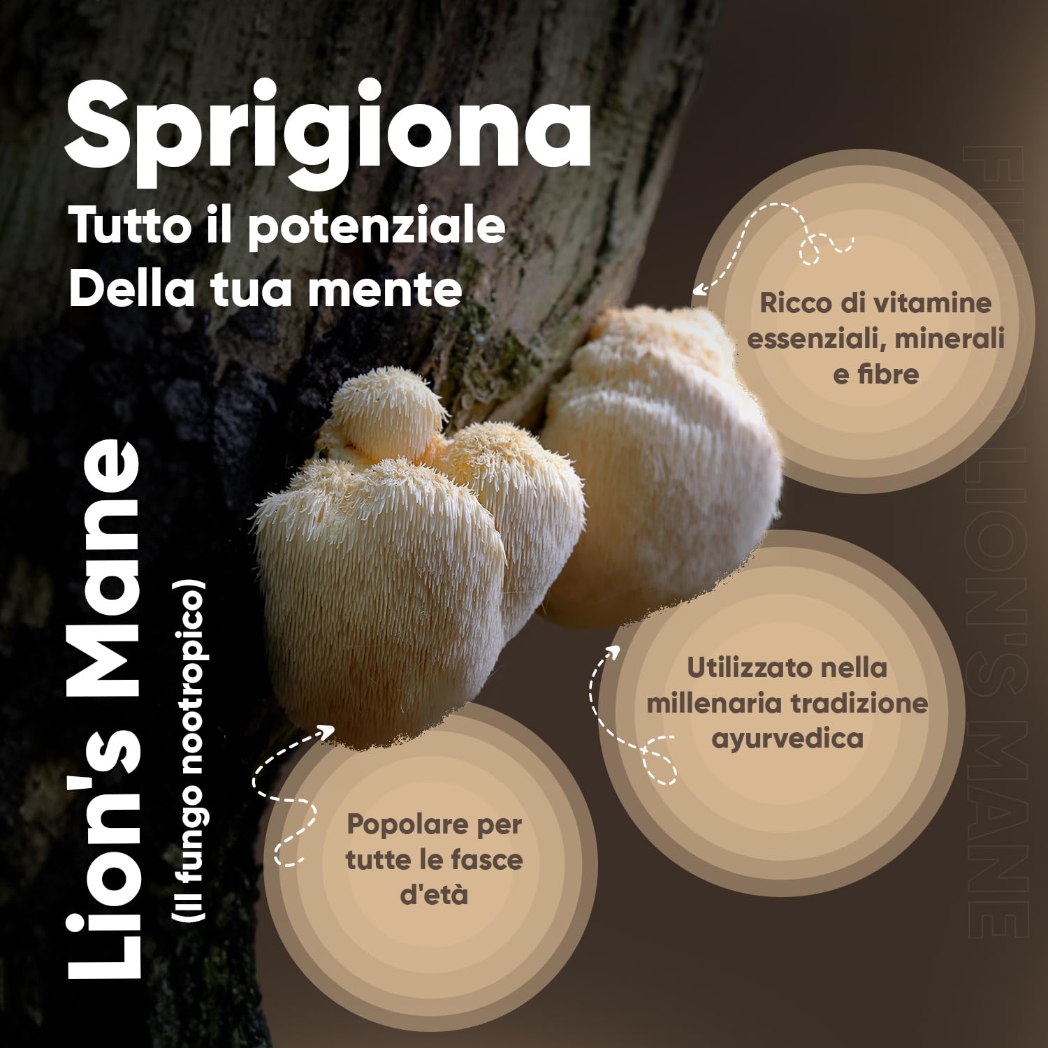 Il fungo lion’s mane: un superfood emergente