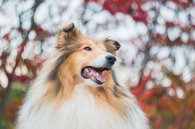 I cinque cani più famosi nella storia ...