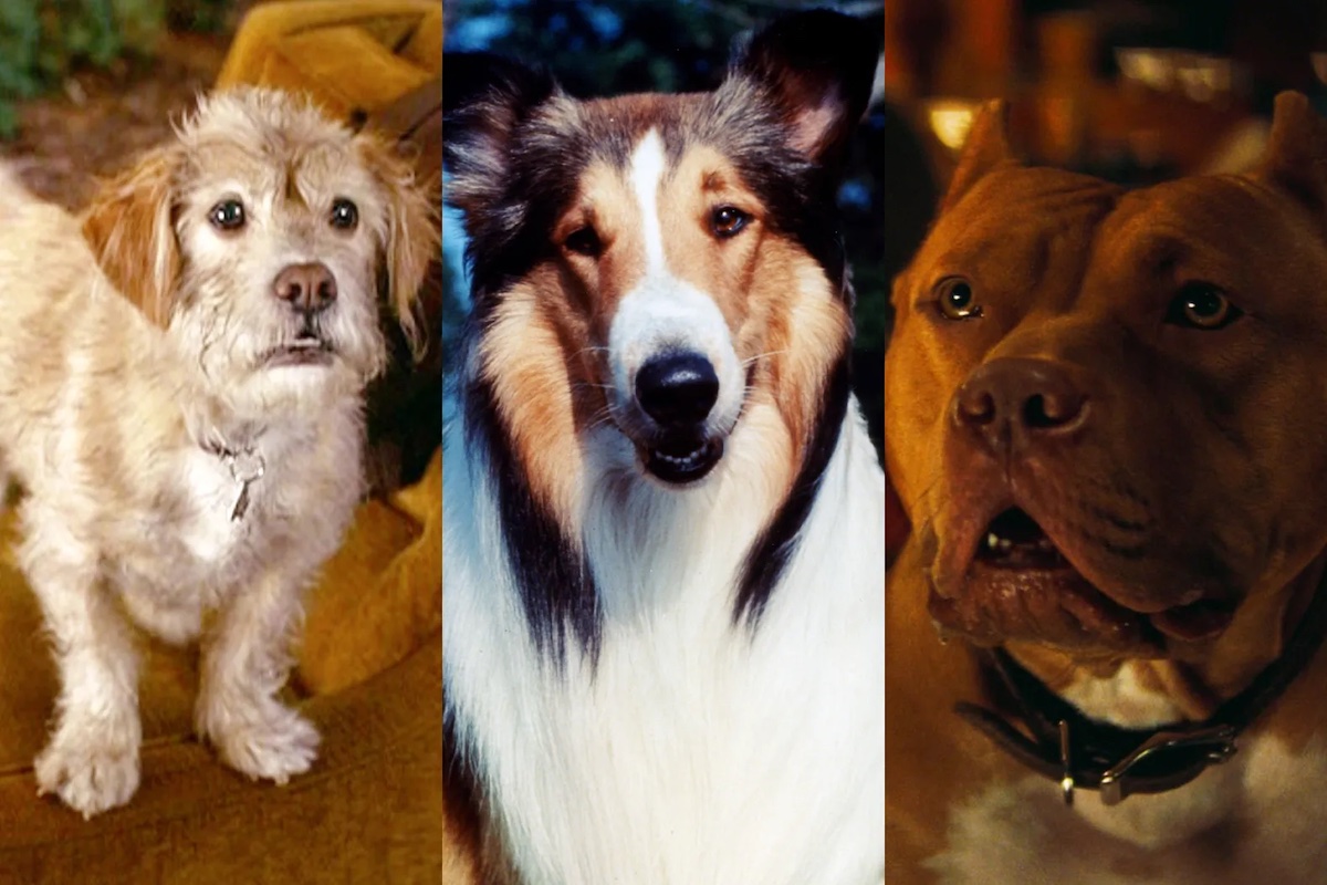 I Migliori Cani Nella Storia del Cinema: Un Omaggio ai Nostri Amici a Quattro Zampe